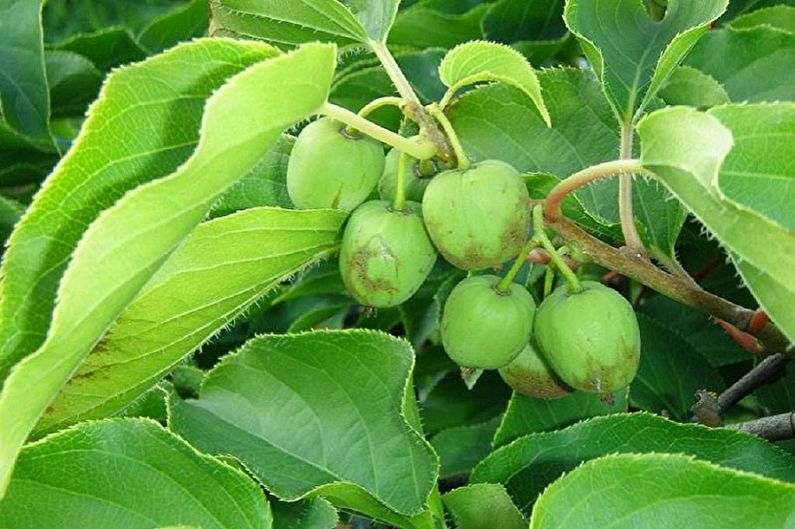 Actinidia Giralda