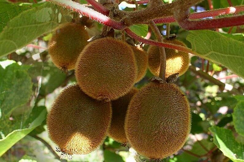 Actinidia จีน