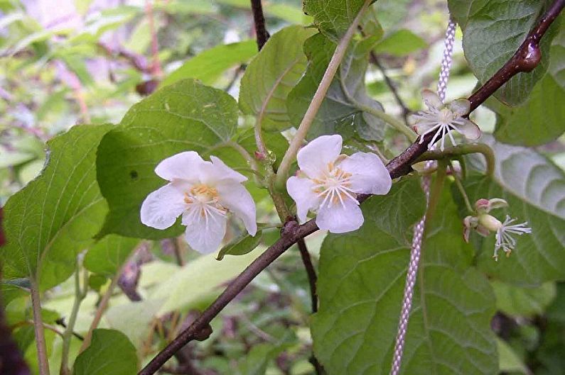 การดูแล Actinidia