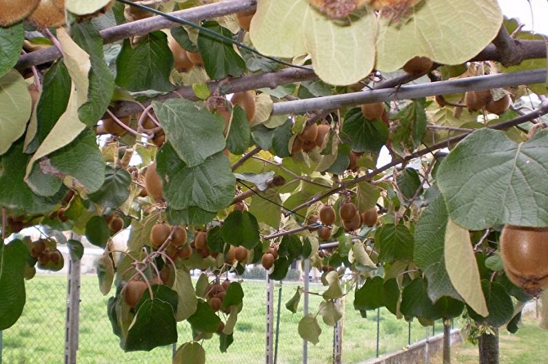 Aktinidia Bakımı