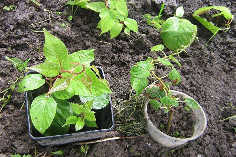 Actinidia - transplantácia a rozmnožovanie