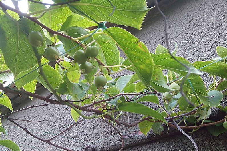 Actinidia - Pag-iimbak at Reproduksiyon