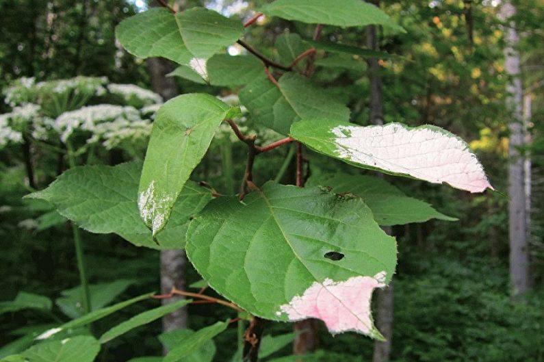 Actinidia - Bekämpning av skadedjur och sjukdomar