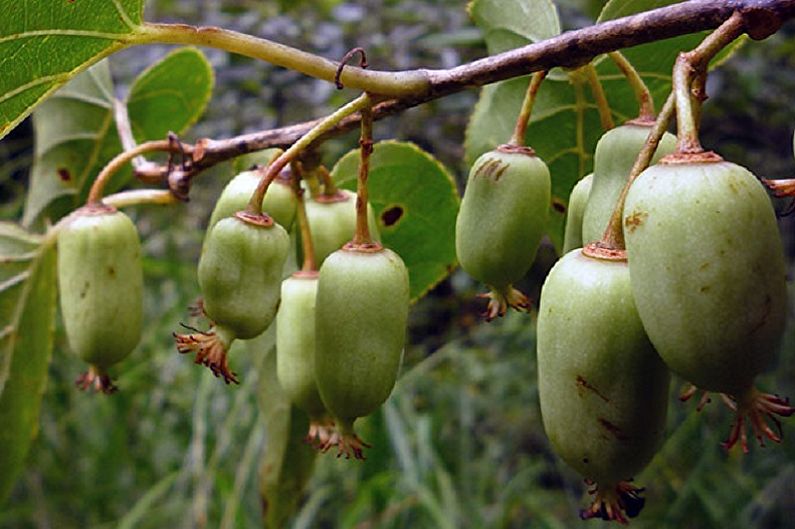 Actinidia - bestrijding van ziekten en plagen