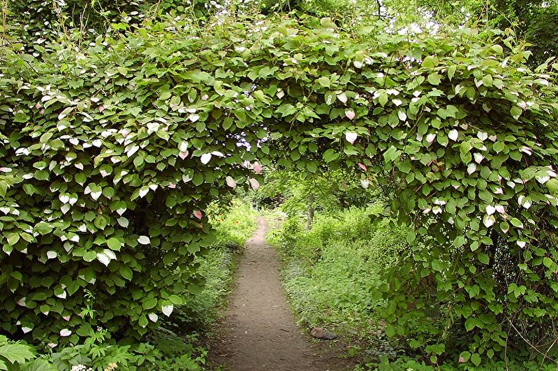 Actinidia - fotografia