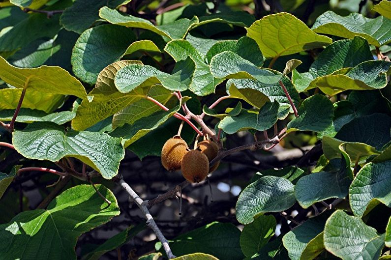 Actinidia - fotografija