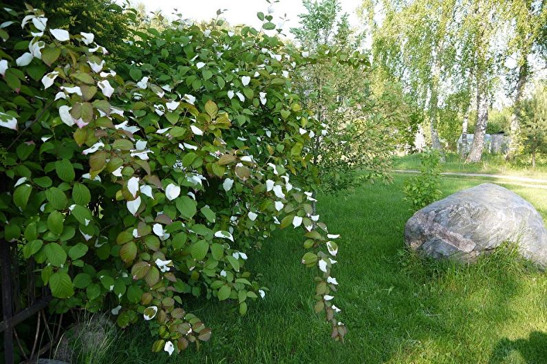 Actinidia - fotografia