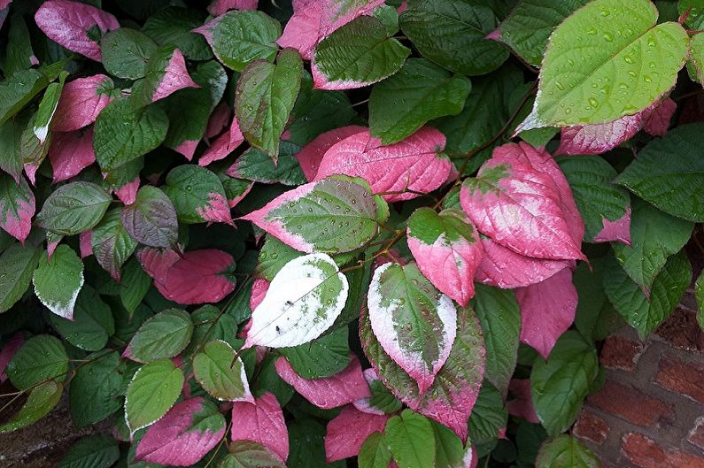 Actinidia - fotografia