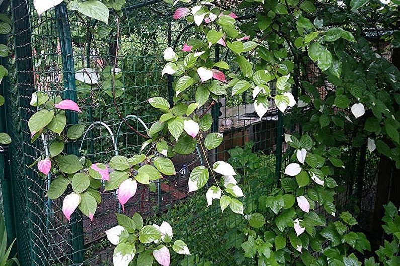 Actinidia - foto