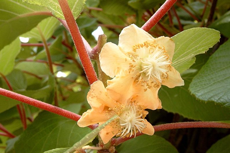 Actinidia - larawan