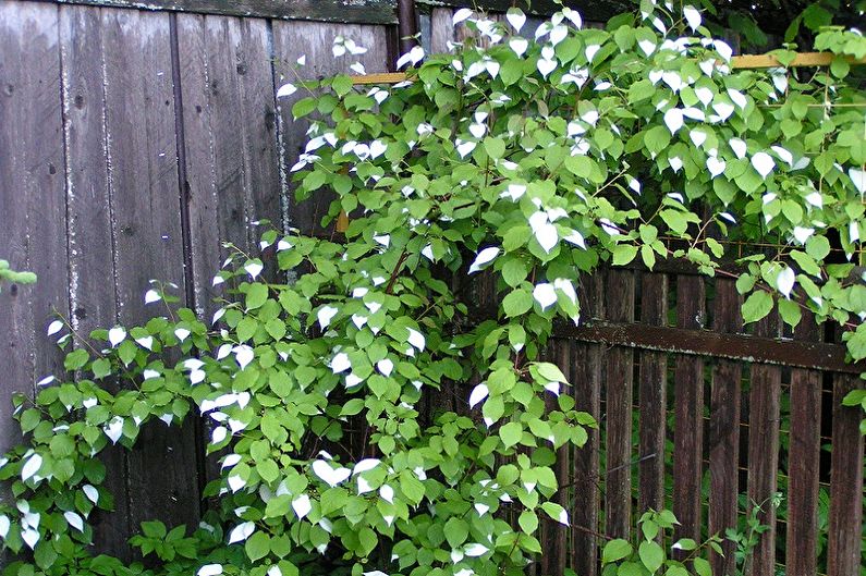 Actinidia - ảnh