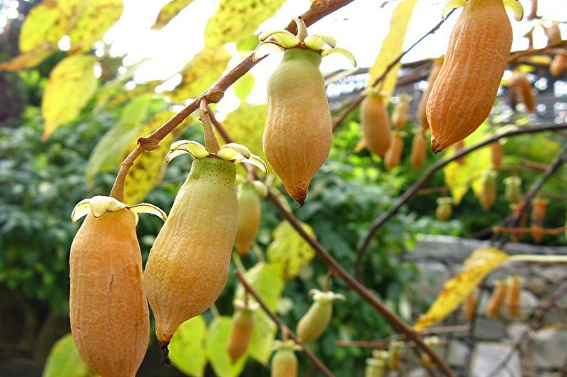 Actinidia - larawan