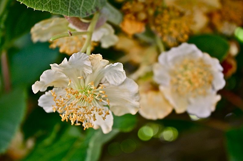 Actinidia - foto