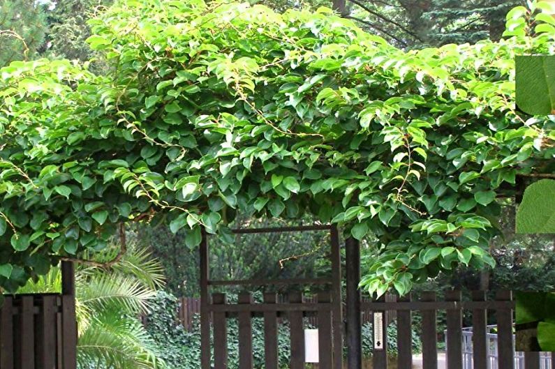 Actinidia - ảnh