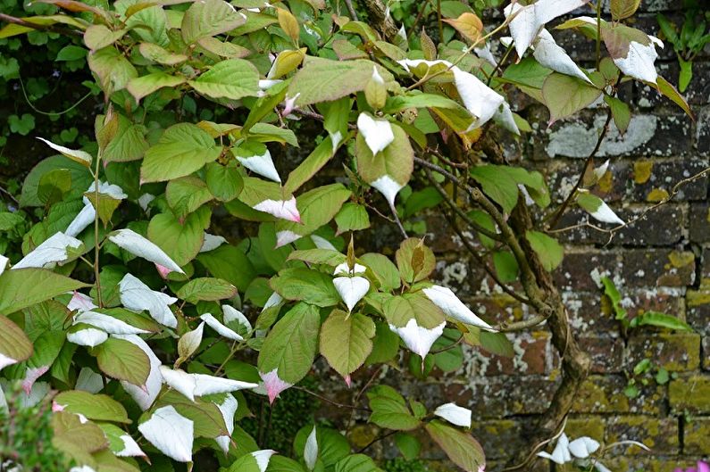 Actinidia - fotografia