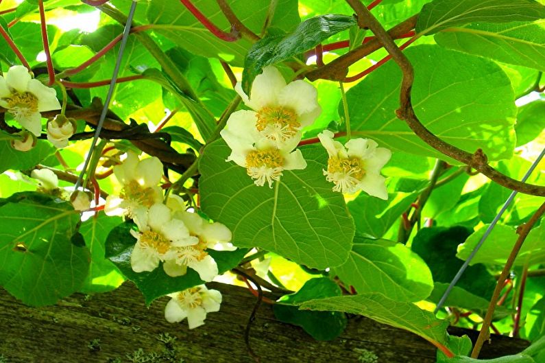 Actinidia - ảnh