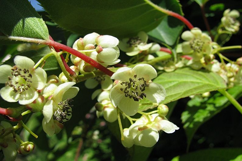 Actinidia - fotografija