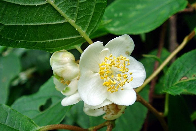 Actinidia - foto