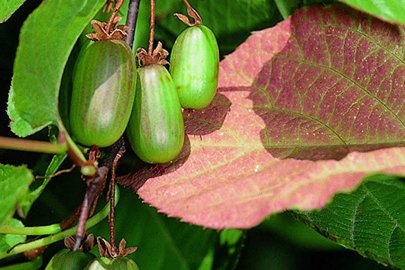 Actinidia - fotografija