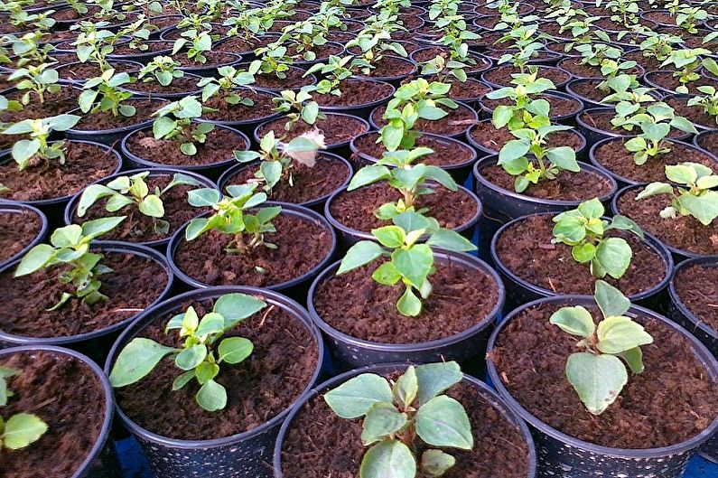 Balsam - transplantatie en reproductie