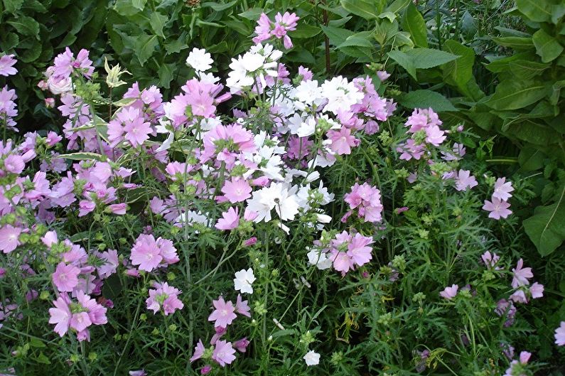 Malva perenne