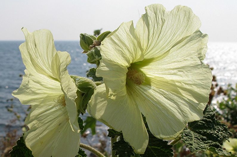 Malva rugosa