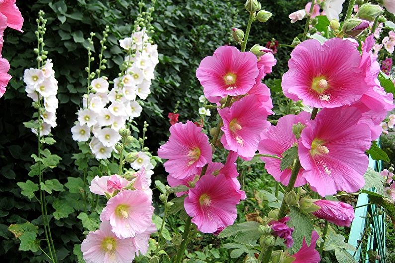 Hybrid mallow