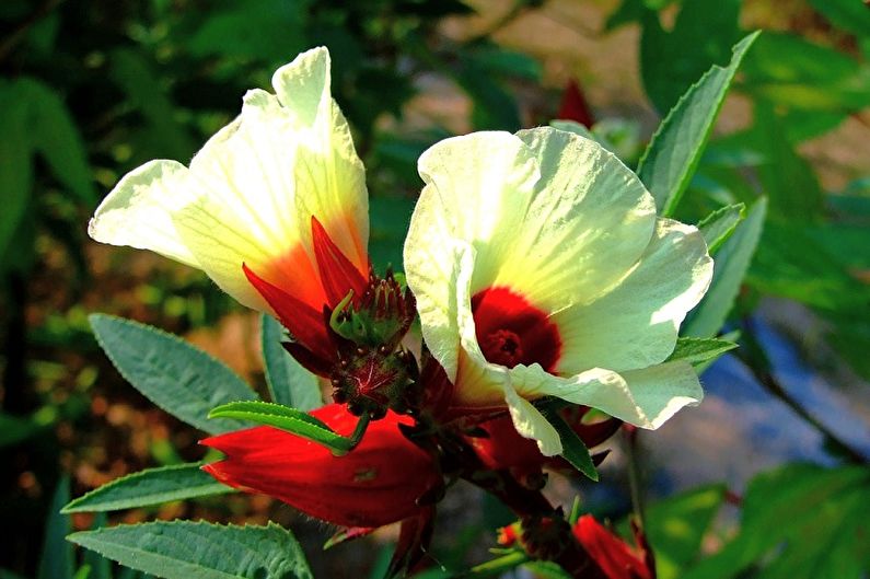 Sudanese Mallow