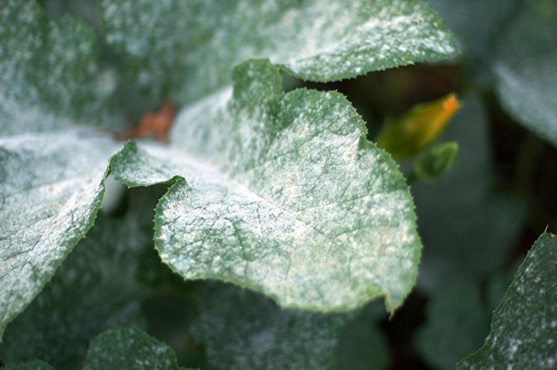 Malva - ochrana proti škůdcům a chorobám