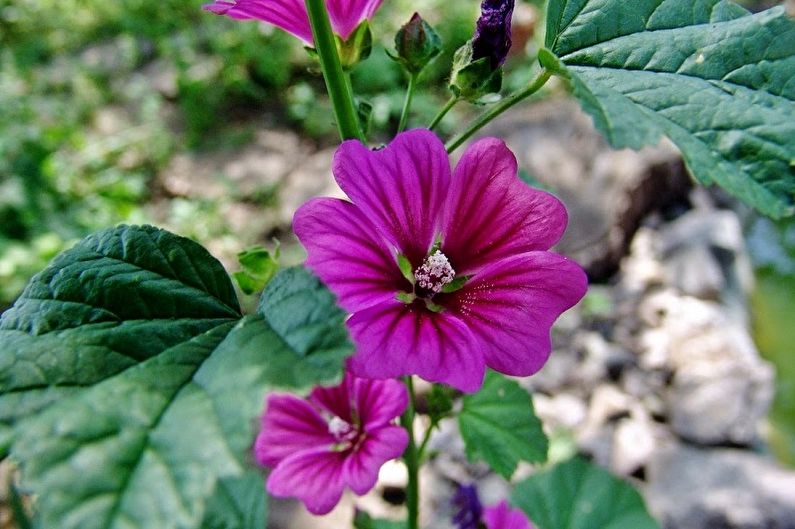 Mallow - photo