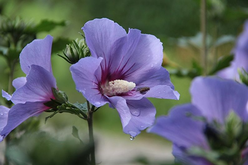 Mallow - fotografia