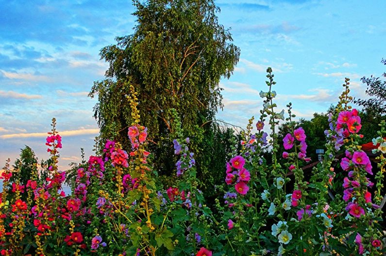 Маллов - фотографија