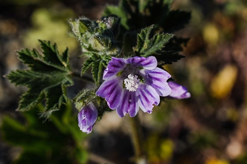 Mallow - foto