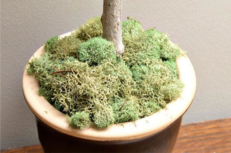 DIY-topiary fra kjegler