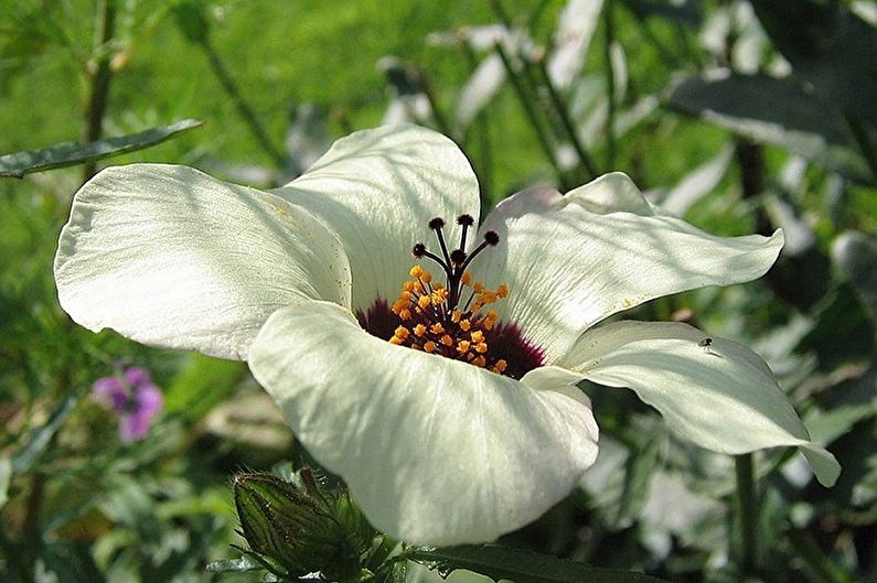 Hibiskus trostruki