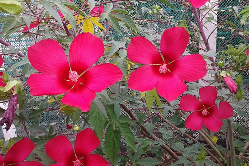 Árbol de hibisco