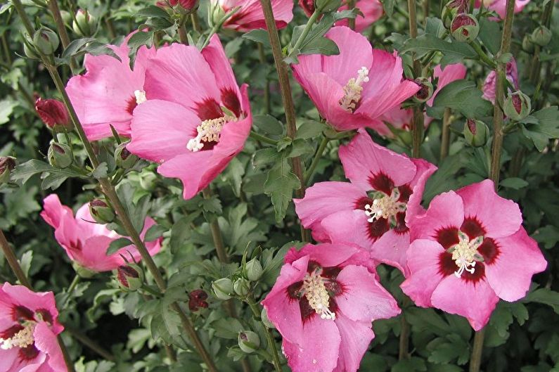 Hibisco - Rosa Siria