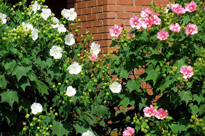 Hibiskus ist veränderlich