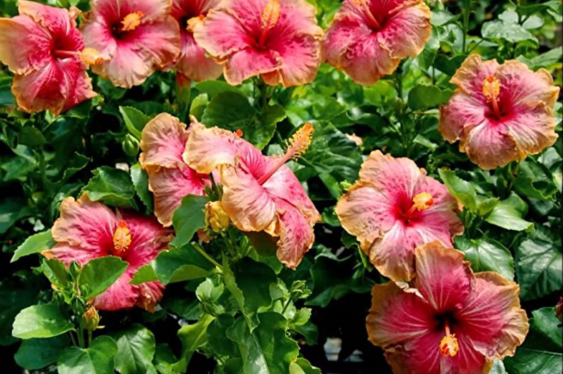 Hibiscus - rosa xinesa