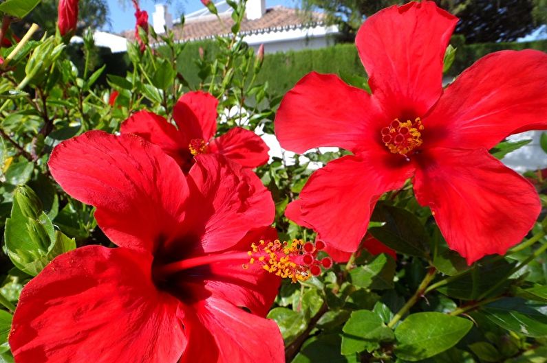 Hibiska kopšana - apgaismojums