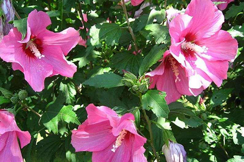 Hibiska kopšana - temperatūra