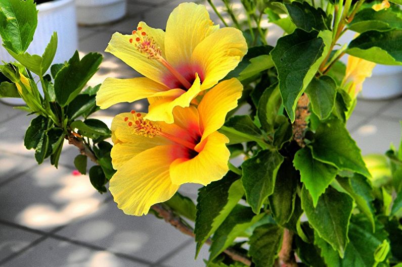 Hibiskuspleie - temperatur