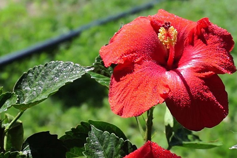 Hibiskuspleie - fuktighet