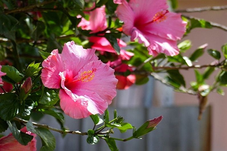 Soin d'hibiscus - Humidité