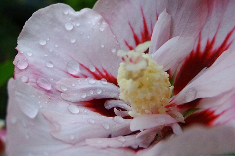 Njega hibiskusa - zalijevanje