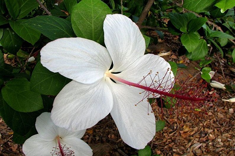 Hibiska kopšana - mēslojumi un barošana