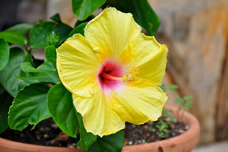 Hibiscus Care - Fertilizantes y Alimentación