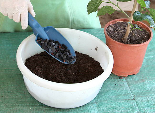 Paano i-transplant ang hibiscus