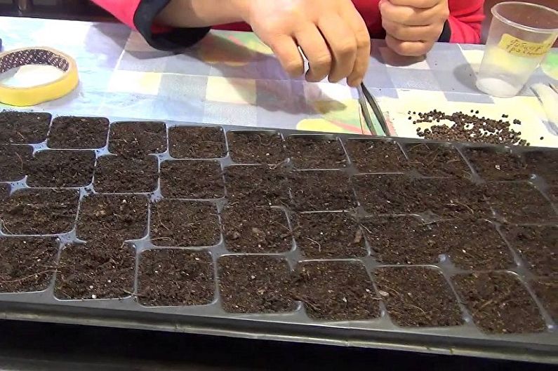 Propagation des graines d'hibiscus