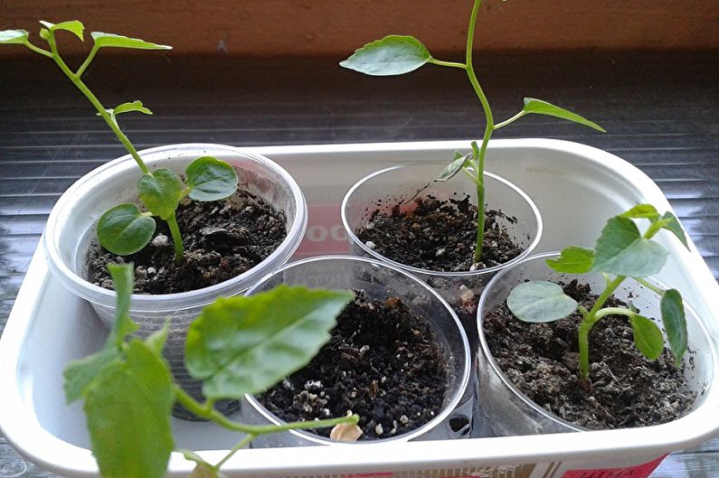 Propagation des graines d'hibiscus